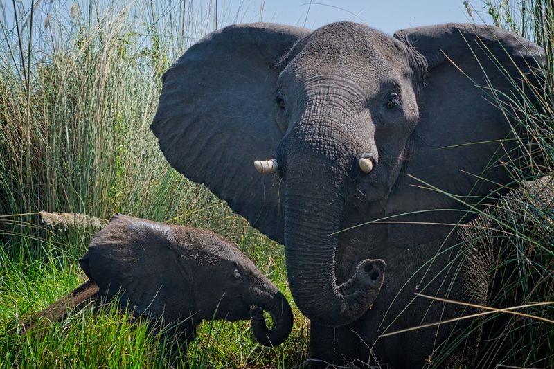 081824 Elephant 2 1.jpg