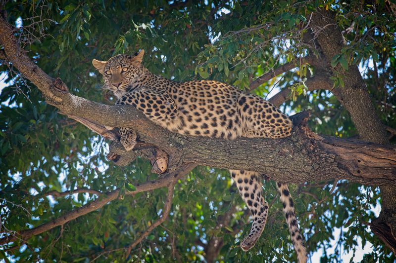081824 Leopard 6.jpg