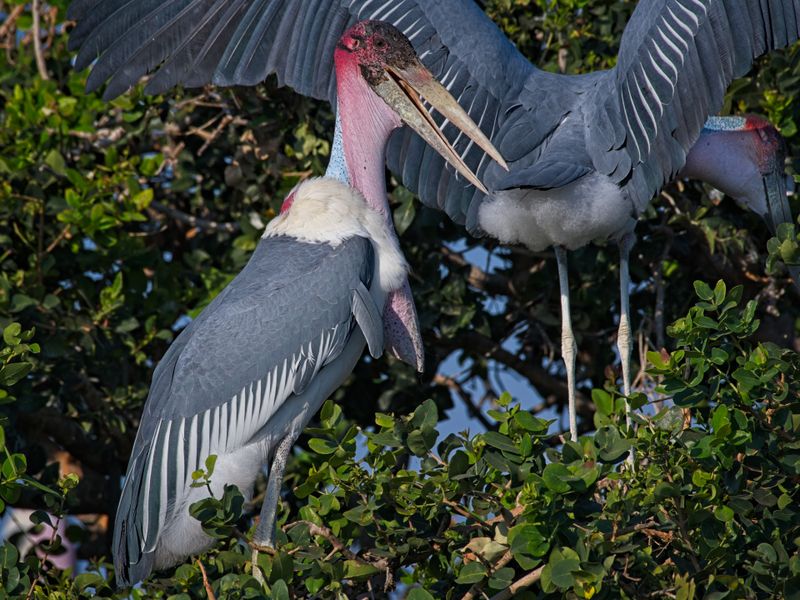 081824 Marabou Stork 4.jpg