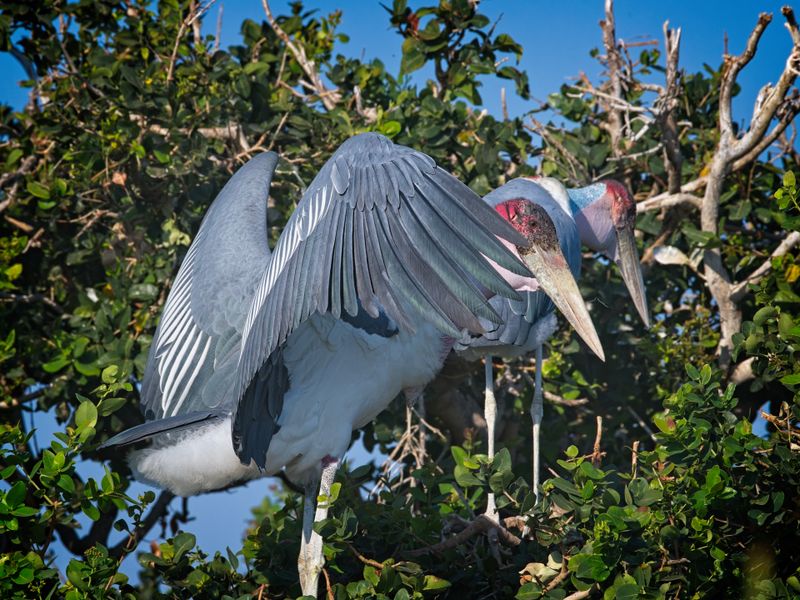 081824 Marabou Stork 5.jpg