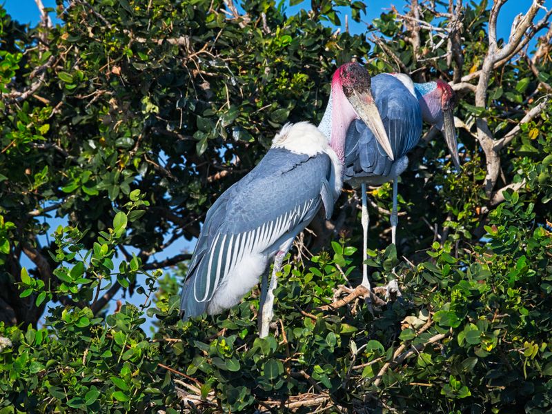 081824 Marabou Stork 6.jpg