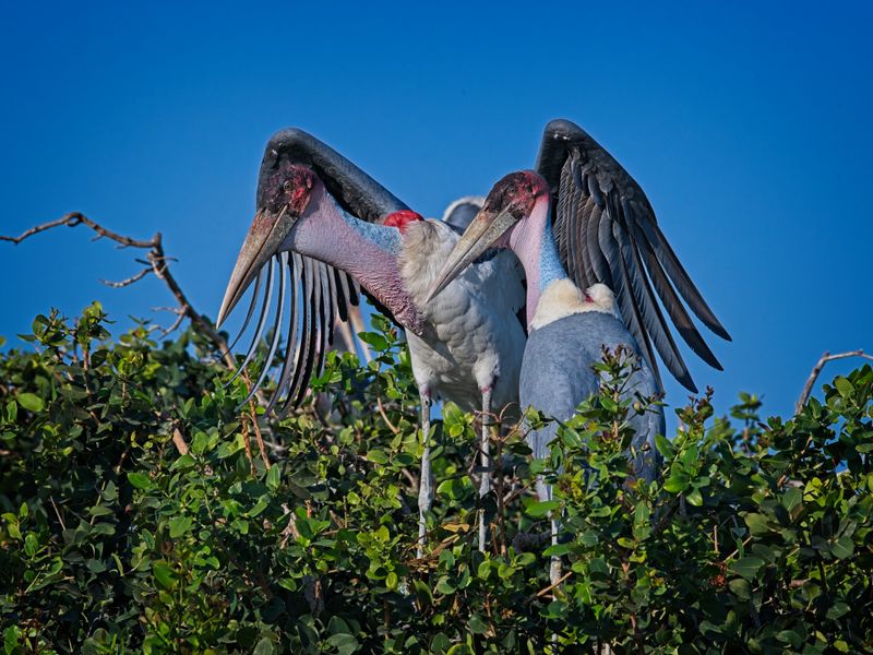 081824 Marabou Stork 7 1.jpg