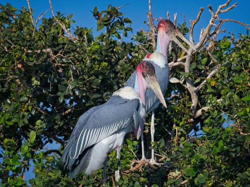 081824 Marabou Stork 8 1.jpg