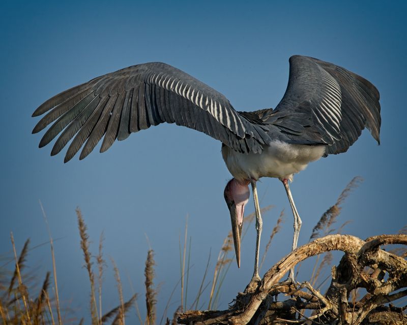 081824 Marabou Stork 19.jpg