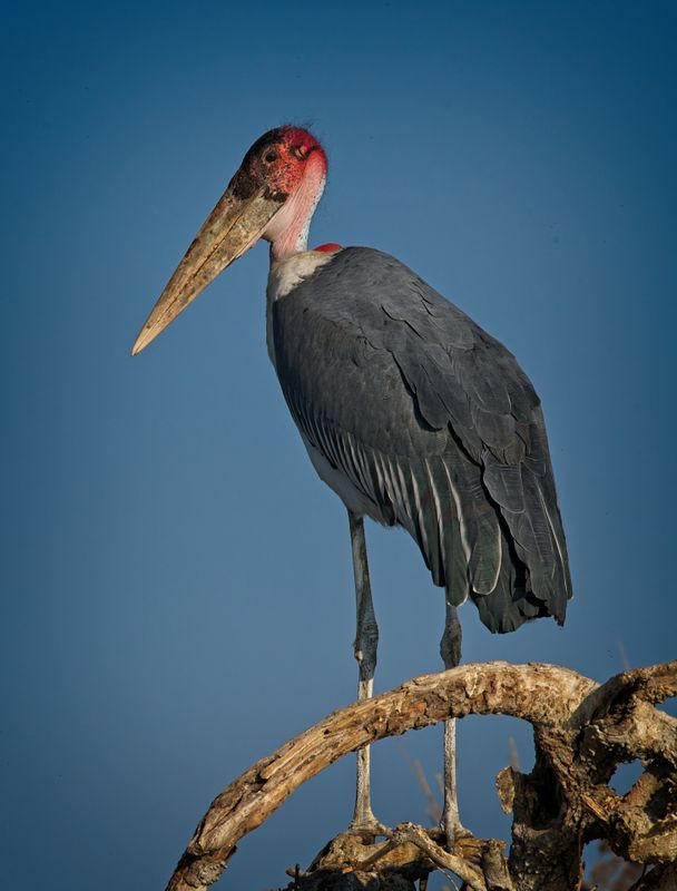 081824 Marabou Stork 22.jpg