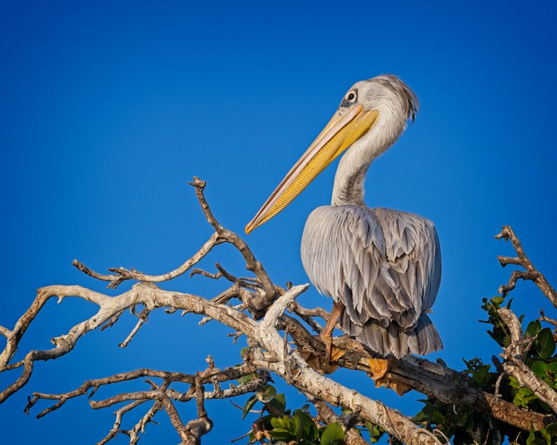 081824 Pink Backed Pelican 2 3.jpg