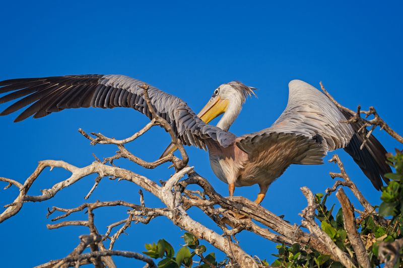 081824 Pink Backed Pelican 2 4 1.jpg
