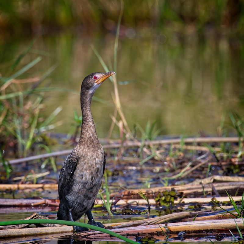 081824 Red Cormorant 3.jpg