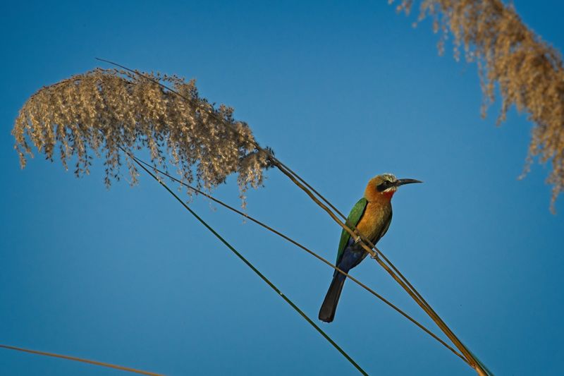 081824 White Fronted Bee Eater.jpg