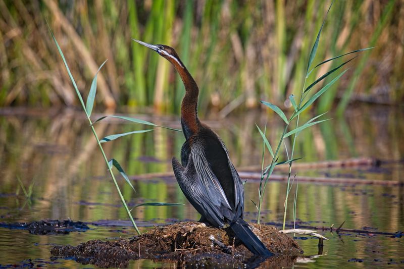 081924 African Darter Cormorant 7.jpg