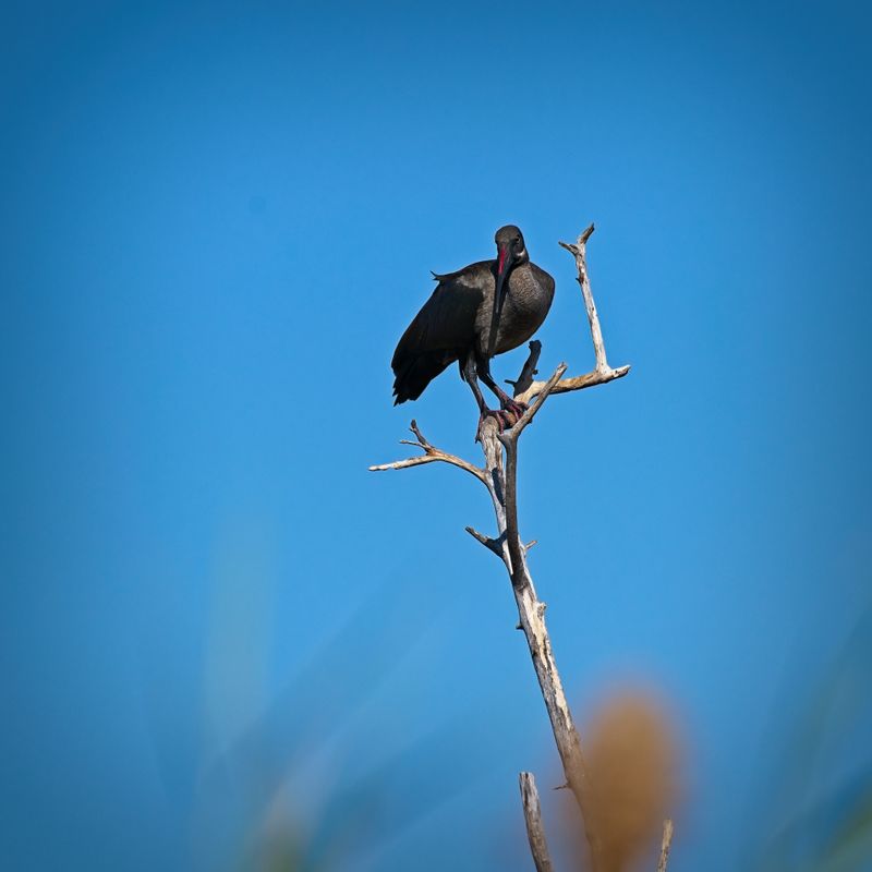 081924 Black Ibis 5.jpg