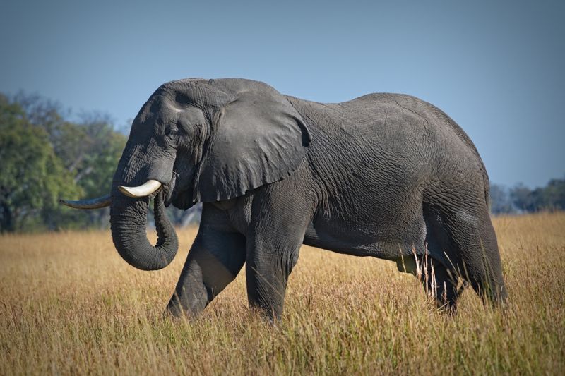 081924 Elephant 21.jpg