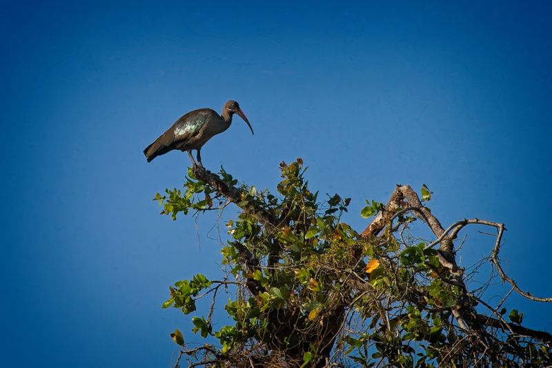 081924 Hadeda Ibis 9.jpg