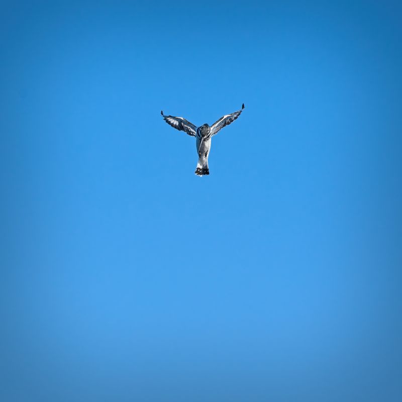 081924 Kingfisher 2.jpg