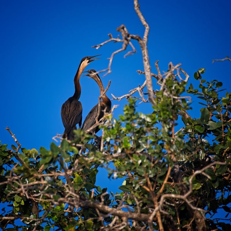 082024 African Darter and chicks at Jerelere Island 2.jpg