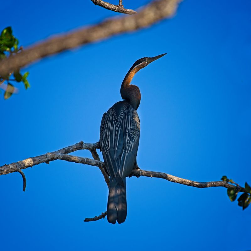 082024 African Darter and chicks at Jerelere Island 3.jpg