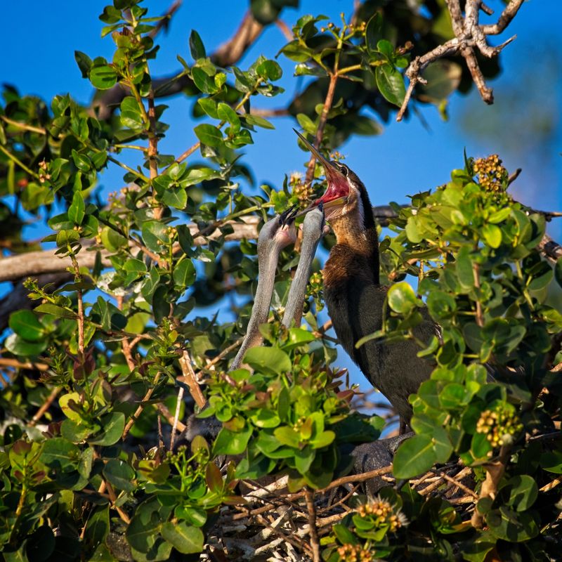 082024 African Darter and chicks at Jerelere Island 34.jpg