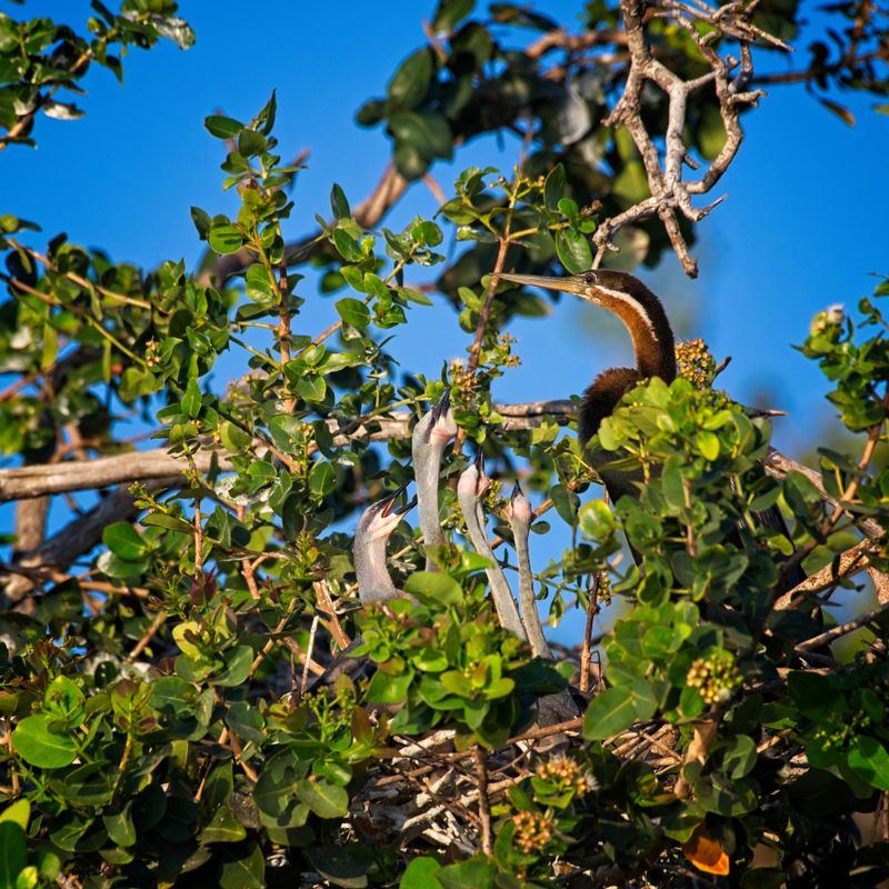 082024 African Darter and chicks at Jerelere Island 37.jpg