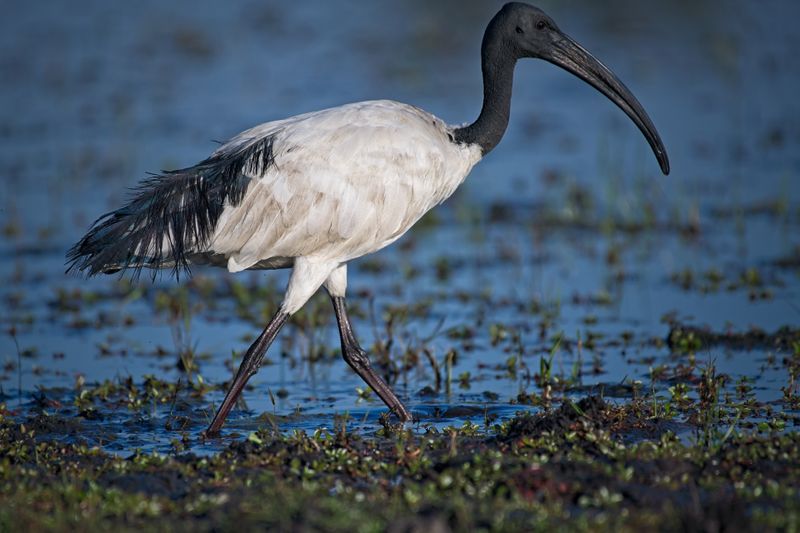 082024 Egyptian Sacred Ibis 2 8.jpg
