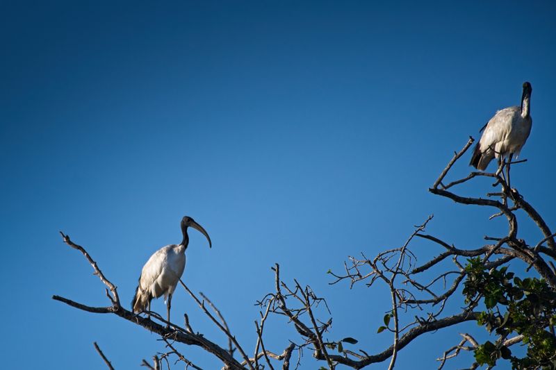 082024 Egyptian Sacred Ibis 2 1.jpg