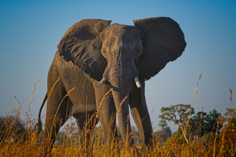 082024 Elephant 7.jpg
