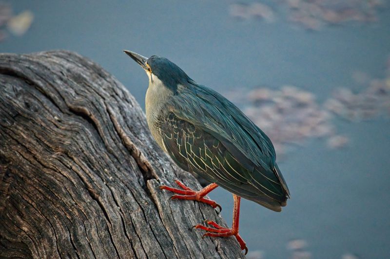 082024 Green Backed Heron5.jpg