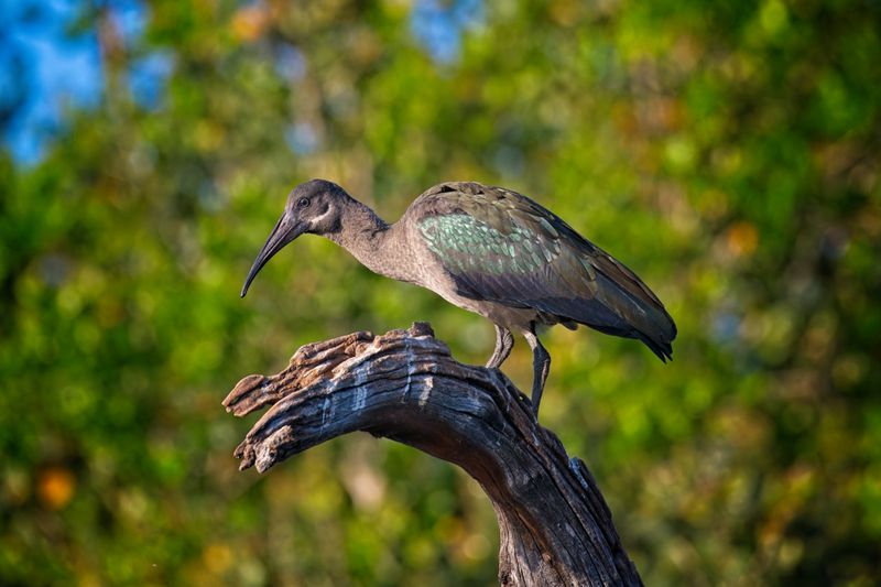 082024 Hadeda Ibis 1.jpg