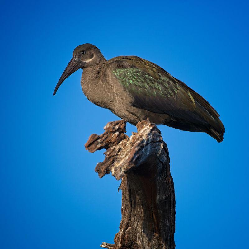 082024 Hadeda Ibis 2.jpg