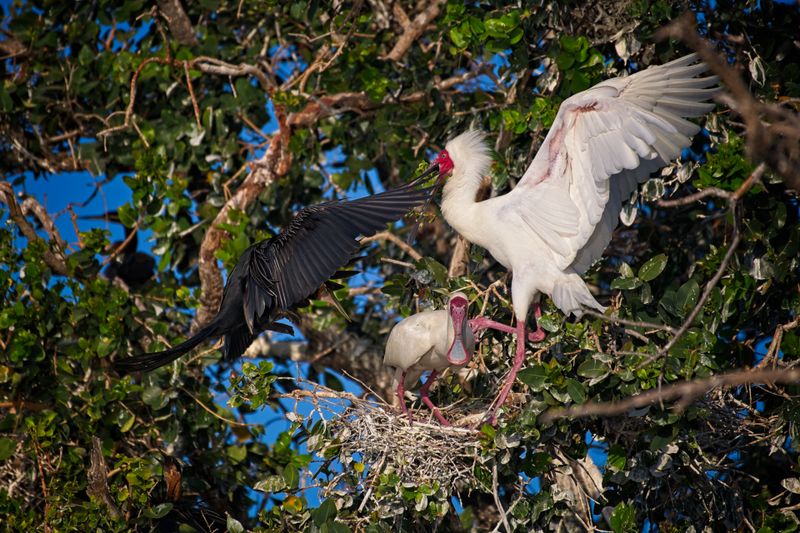 082024 Spoonbill and African Darter at Jerelere Is.jpg