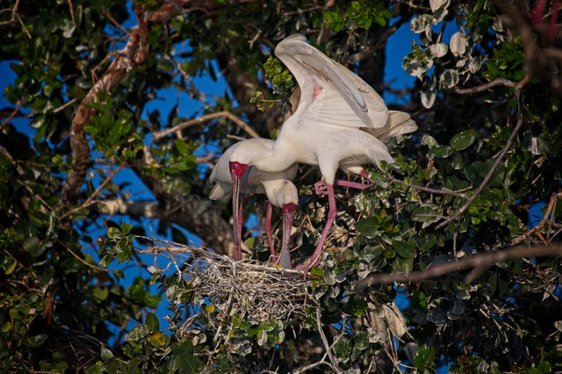 082024 Spoonbill at Jerelere Island 13.jpg