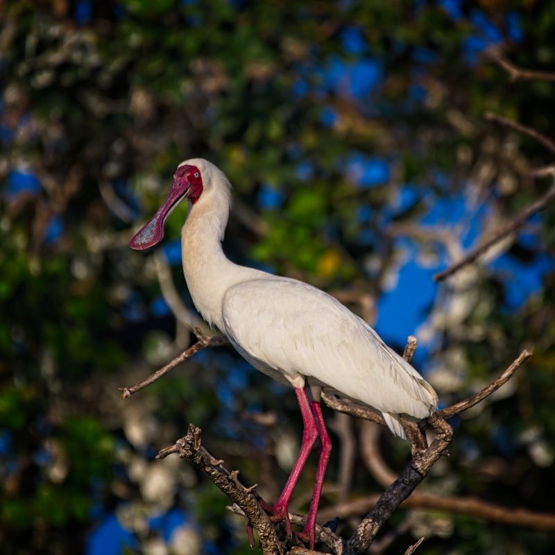 082024 Spoonbill at Jerelere Island 18.jpg