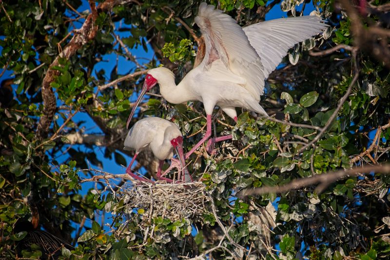 082024 Spoonbill at Jerelere Island 4.jpg