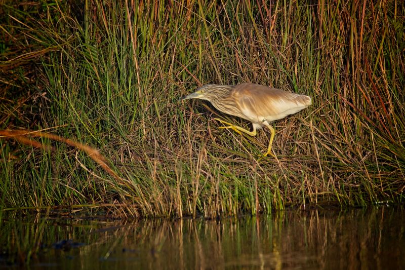 082024 Squacco Heron 3.jpg