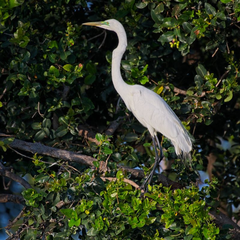 082024 yellow Billed Egret 2 4.jpg