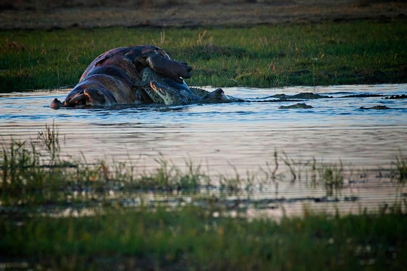 082124 Crocodiles eating a hippo 112.jpg