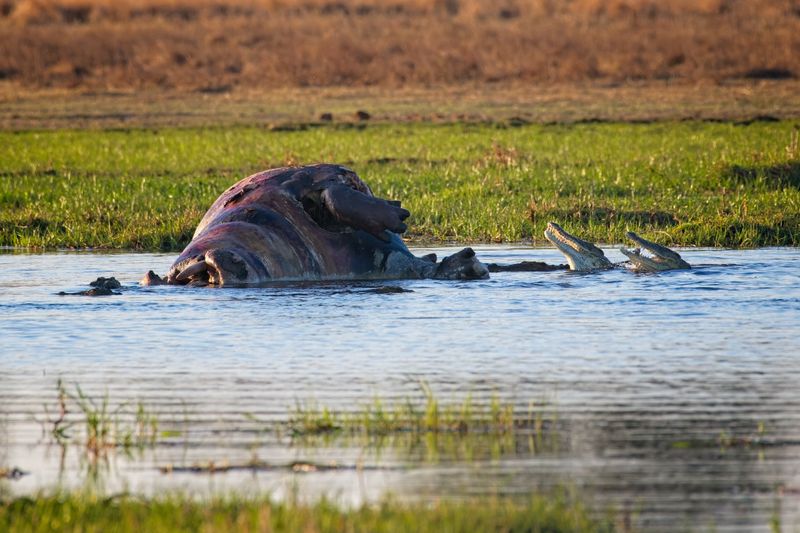 082124 Crocodiles eating a hippo 24.jpg