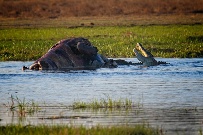 082124 Crocodiles eating a hippo 7.jpg