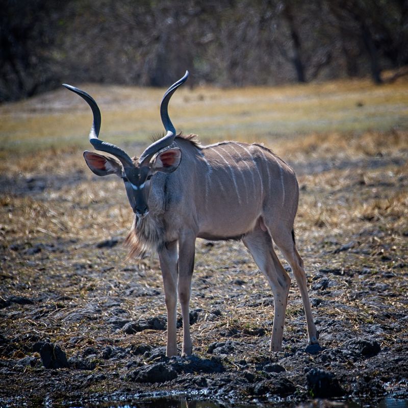 082124 Greater Kudu 3 1.jpg