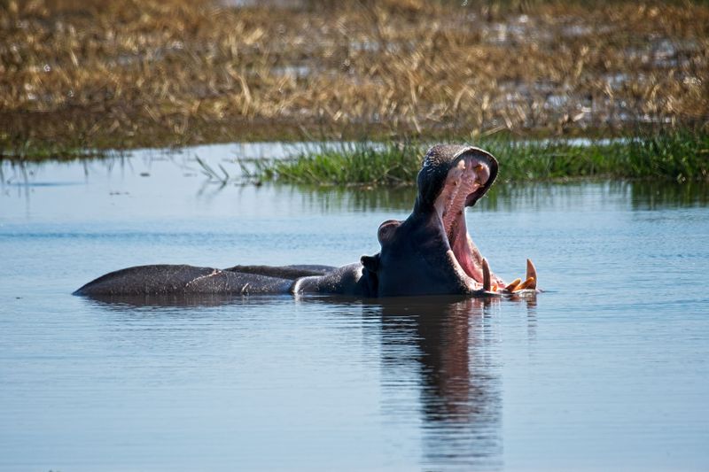 082124 Hippos 2.jpg