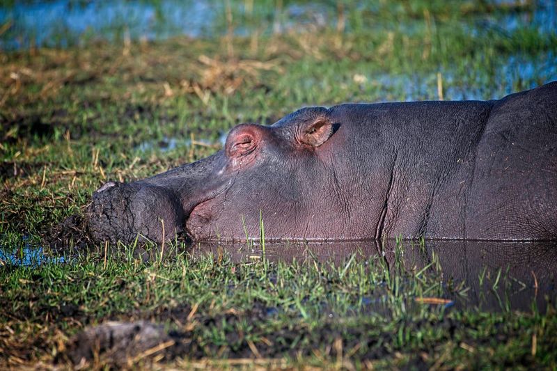082124 Hippo basking.jpg