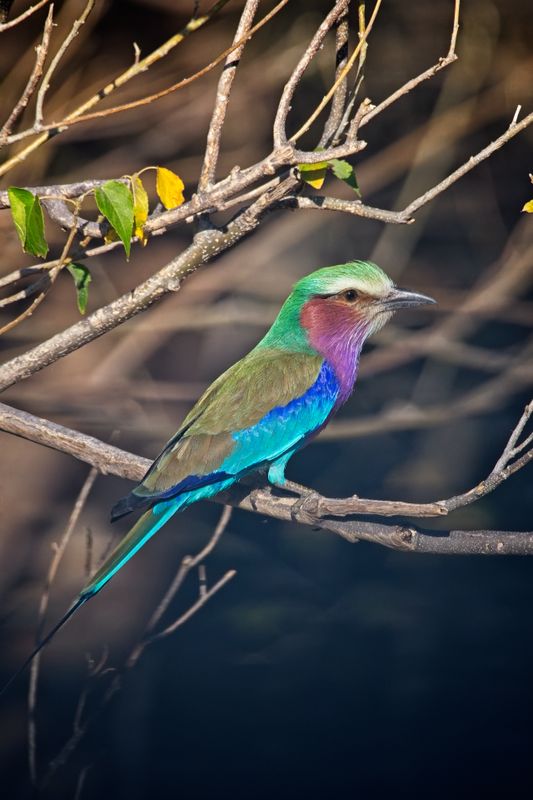 082124 Lilac Breasted Roller 2 1.jpg