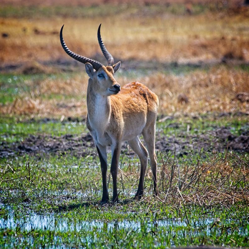 082124 Red Lechwe 1.jpg