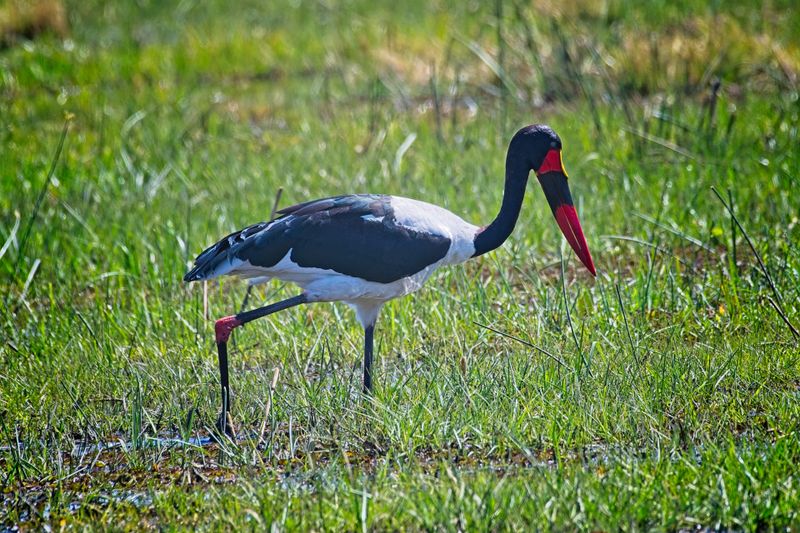 082124 Saddleback Stork 2.jpg