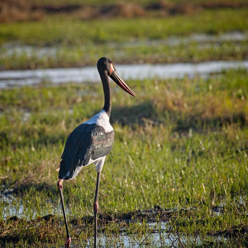 082124 Saddlebilled Stork 2 3.jpg