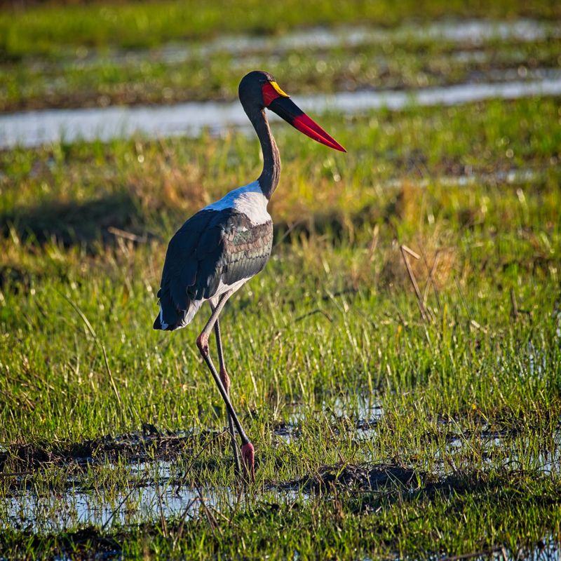 082124 Saddlebilled Stork 2 5.jpg