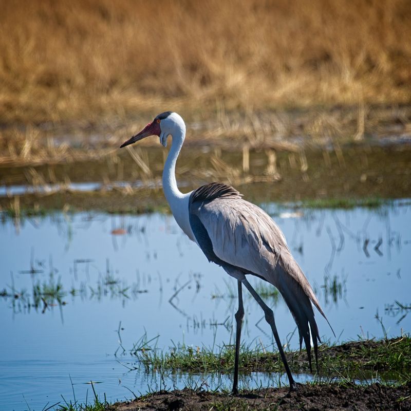 082124 Wattled Crane 14.jpg