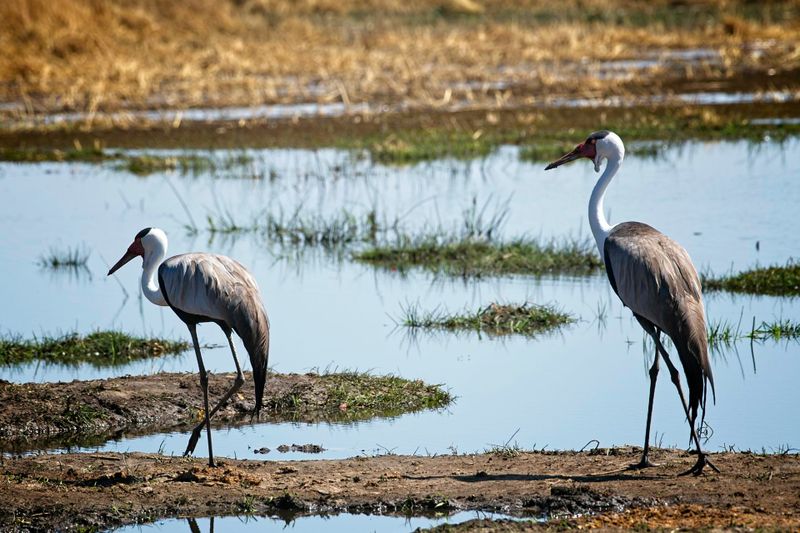 082124 Wattled Crane 3.jpg