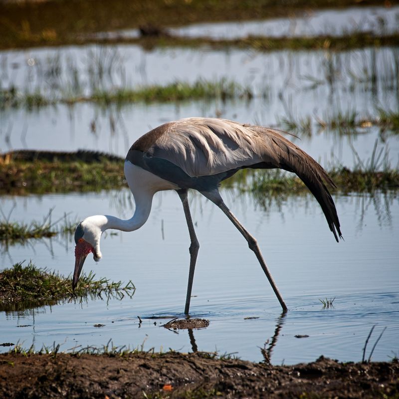 082124 Wattled Crane 9.jpg