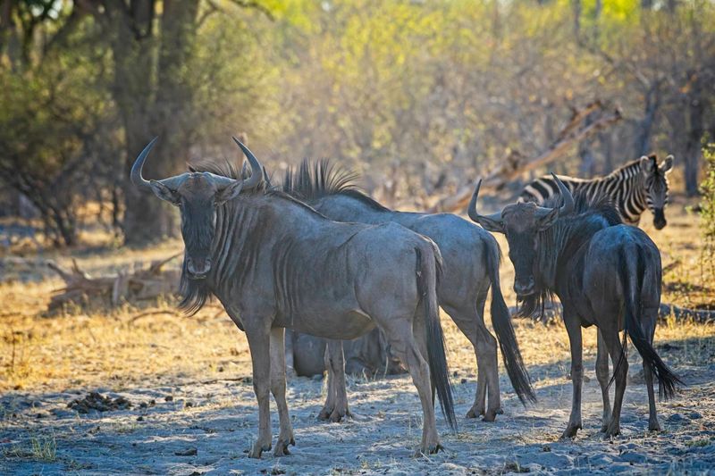 082124 Wildebeest 2.jpg