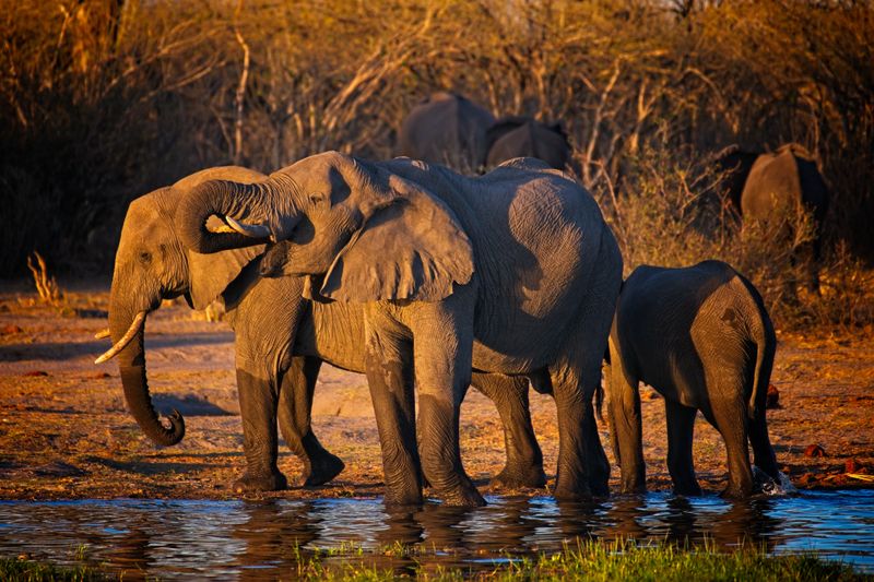 082224 Elephant 3 14.jpg